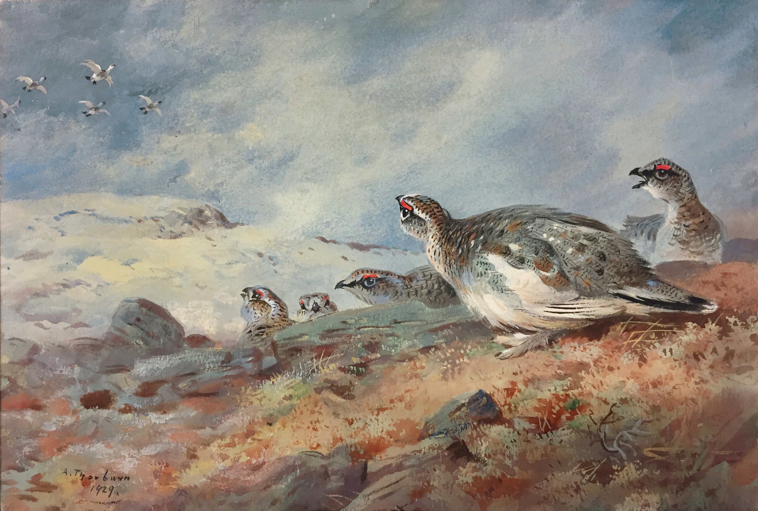 Ptarmigan in the snow